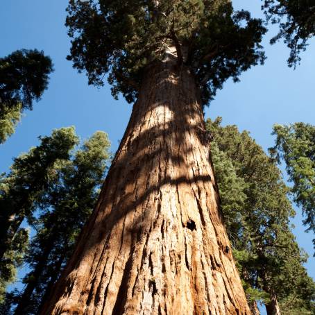 The Grandeur of General Sherman Tree