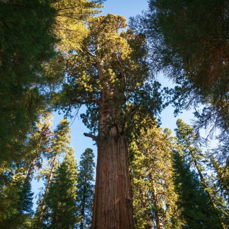 The Majestic General Sherman Tree