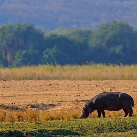 Threatening Hippo in Water at Moremi Reserve