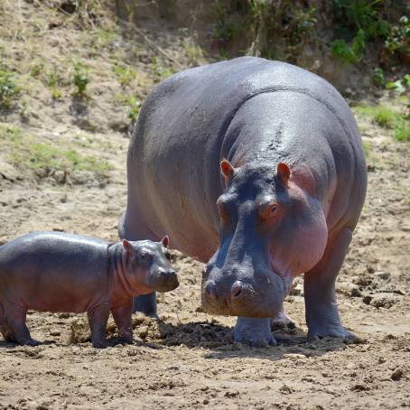 Threatening Hippo Pose in Chobe District Botswana