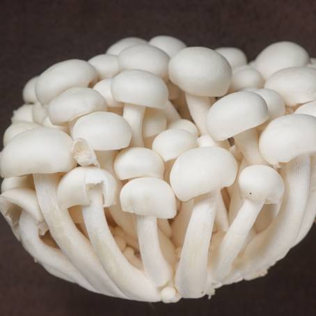 Top Down View of Fresh Beech Mushrooms Hon Shimeji Isolated