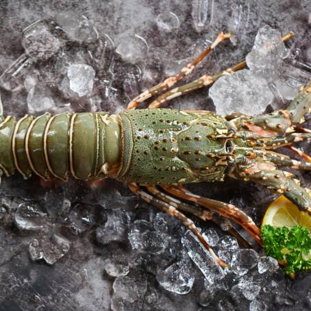 Top Down View of Grilled Lobster on White Plate