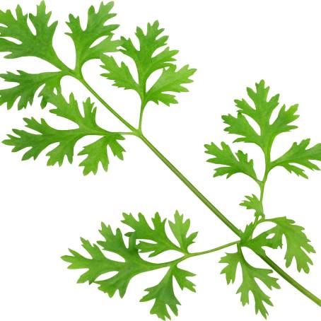 Top View of Coriander Leaf for Cooking and Healthy Meals, Fresh Herb on White Background