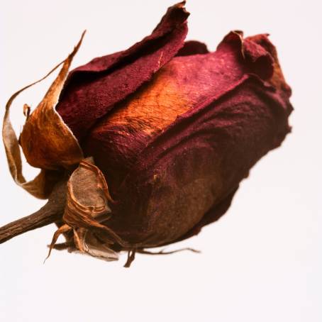 Top View of Dried Roses and Leaves on a White Background