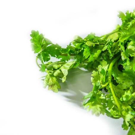 Top View of Fresh Coriander Leaf for Cooking and Healthy Food Concept on White Background