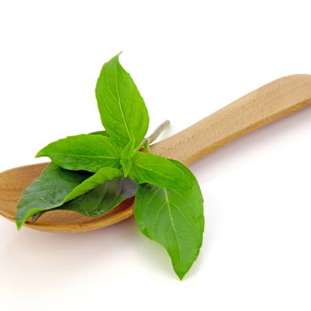 Top View of Fresh Coriander Leaves Perfect for Healthy Cooking and Recipe Photography on White Bac