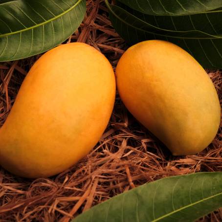 Top View of Fresh Yellow Mango Isolated on White Background, Perfect for Fruit Photography