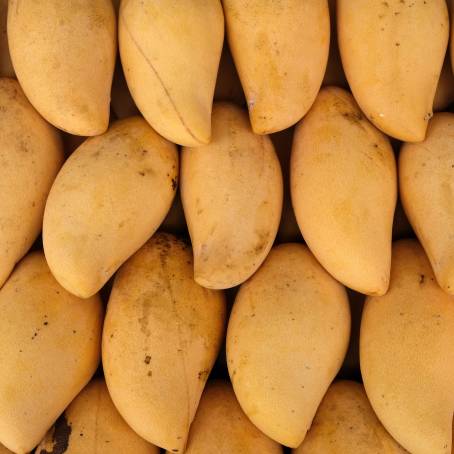 Top View of Fresh Yellow Mango on White Background, Perfect for Vibrant Food Photography