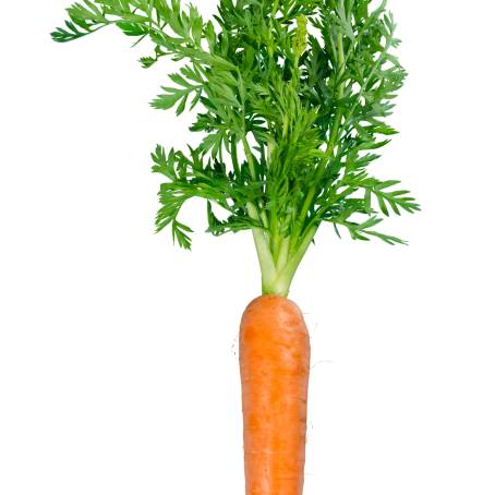 Top View of Healthy Fresh Carrots Daucas Carota Isolated for Dietary and Culinary Uses