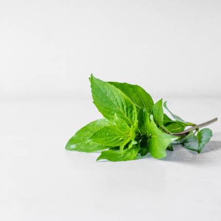 TopDown View of Fresh Coriander Leaves Ideal for Cooking and Healthy Recipes on White Background