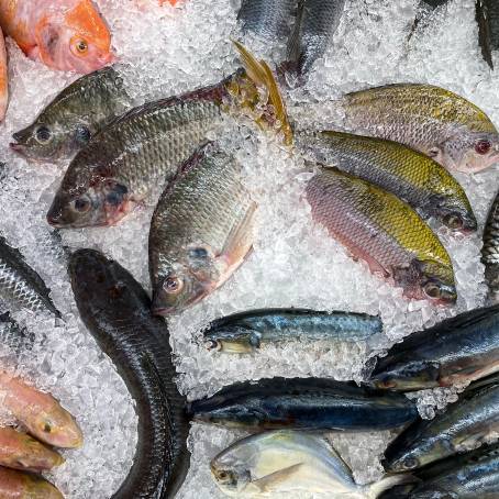 TopDown View of Giant Gourami Fish on Ice, Fish Market in Thailand