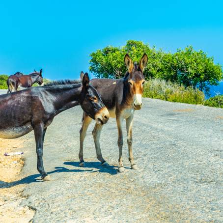 Tourists Greet Wild Donkeys at Karpaz National Park Entrance