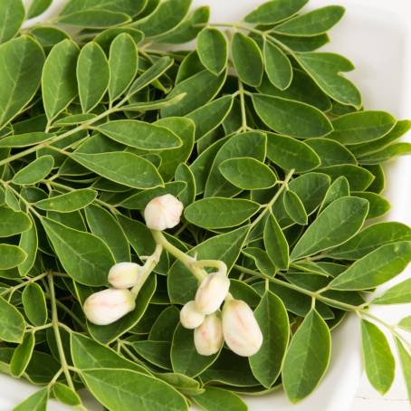 Tree of Life CloseUp of Moringa Oleifera Leaves