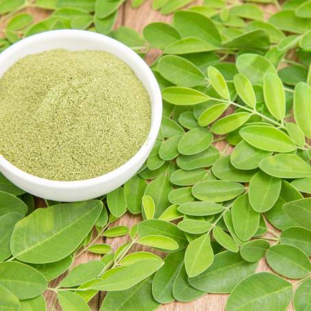 Tree of Life Moringa Oleifera CloseUp Leaves