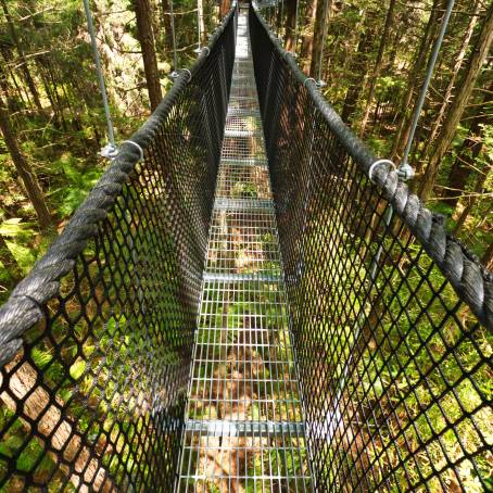 Treewalk Adventure in the Heart of Nature