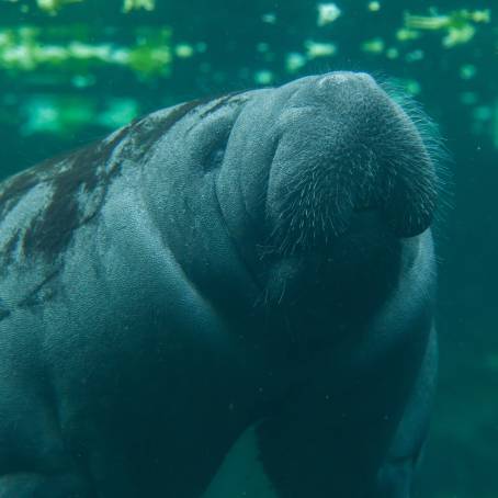 Trichechus Manatus Latirostris Florida Manatee in Crystal River, Florida