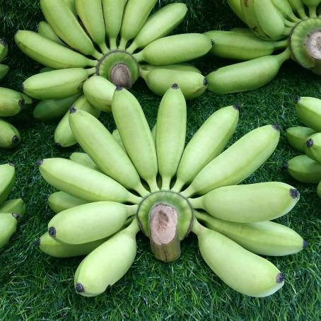 Tropical Green Bananas in Yangon