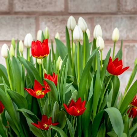 Tulips in Bloom with Blurred Background Medium CloseUp View