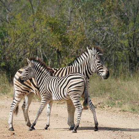 Two Alert Burchells Zebras in Kruger National Park