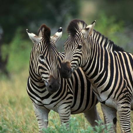 Two Alert Burchells Zebras in Kruger National Park