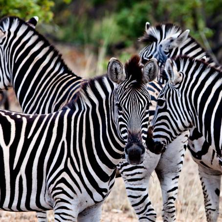 Two Burchells Zebras Alert in Kruger Park