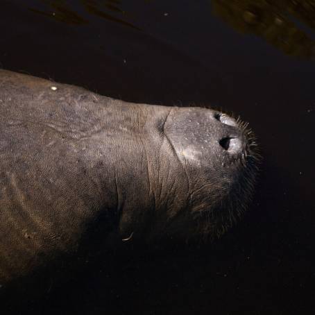 Two Manatees at Three Sisters Springs Sanctuary