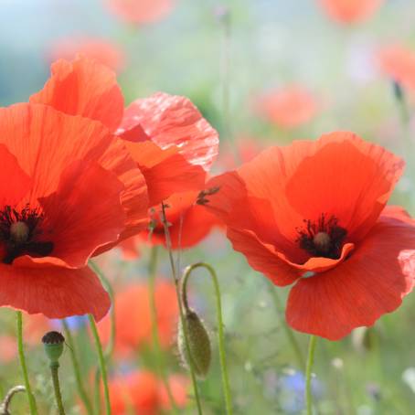 Unique Red Poppy Standing Alone in a Populated Poppy Field