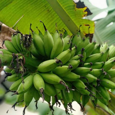 Unripe Bananas in Myanmar Market