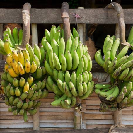 Unripe Green Bananas in Yangon