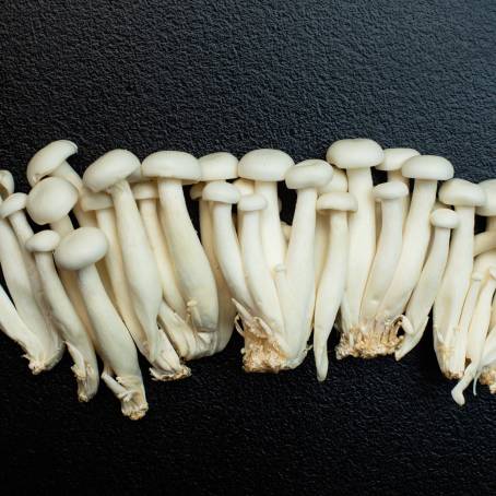 Vertical Shot of Fresh Beech Mushrooms Buna Shimeji on Clean White Background