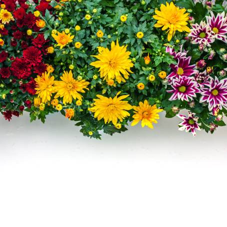 Vibrant Chrysanthemums Blue, Pink, Red, and Yellow Blooms in Full Color