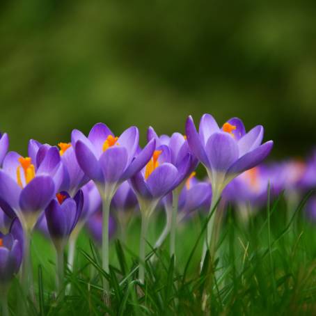 Vibrant Crocus Flowers Bathed in Sunshine