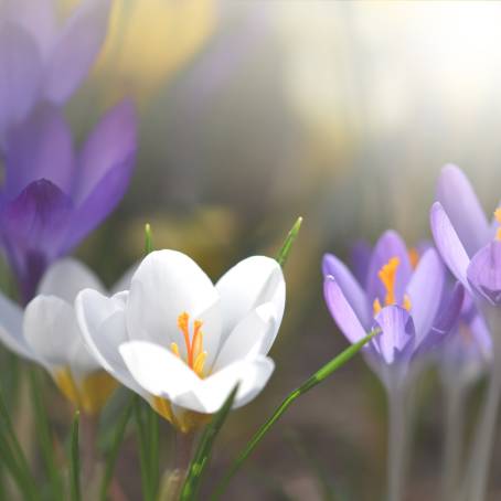 Vibrant Crocus Flowers Shining Bright in Sunlight