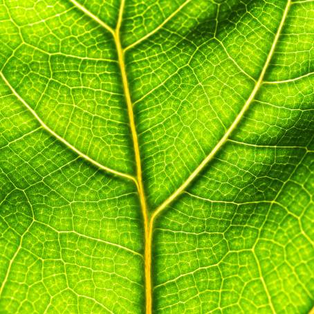 Vibrant Green Mint Leaves CloseUp Detailed Foliage Textures and Patterns