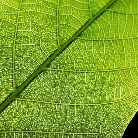 Vibrant Mint Leaves CloseUp Detailed Green Foliage with Intricate Textures