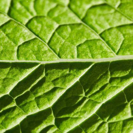 Vibrant Mint Leaves CloseUp Detailed Green Foliage with Intricate Textures