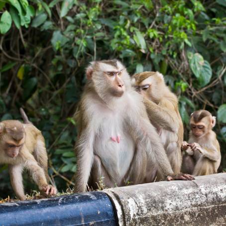 Vibrant Playful African Monkeys at Monkey Park