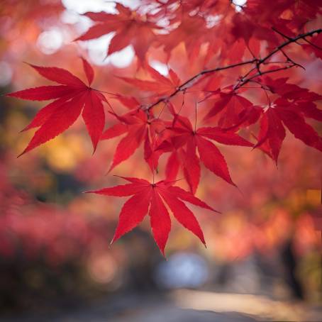 Vibrant red momiji leaves in autumn with a soft focus background in Japan