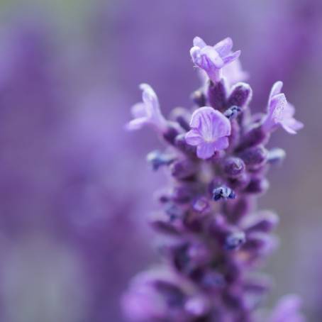 Violet Eustoma Petals CloseUp Macro