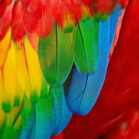 Vivid Close Up of a Multicolored Feather with Yellow Tipped Highlights