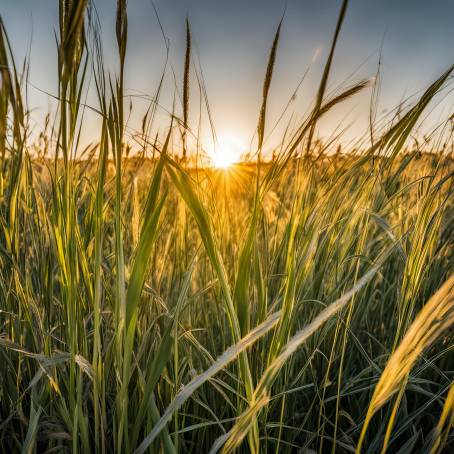 Warm Sunlight Shining Through Tall Grass in a Peaceful Meadow