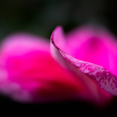 Water Beads on Geranium Petals Macro Photography CloseUp