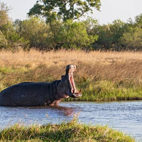 Water Hippo with Open Mouth in Botswana Reserve