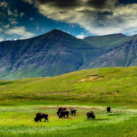 Waterton Lakes National Park Plains Bison in Scenic Alberta