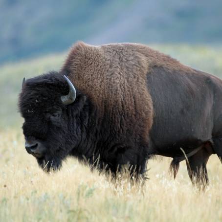 Waterton Lakes National Park Plains Bison in Their Habitat