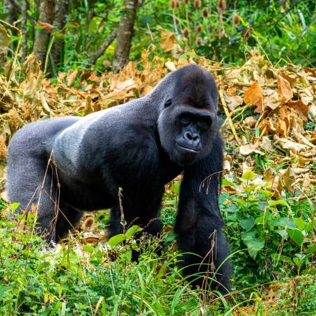 Western Lowland Gorilla Adult Captive at Zoo Display