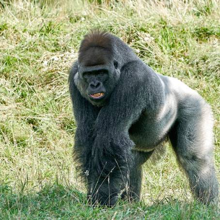 Western Lowland Gorilla Adult Captive at Zoo