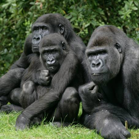 Western Lowland Gorilla Captive Adult at Zoo