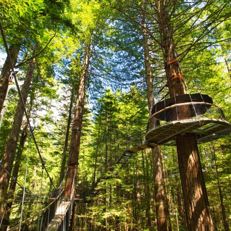 Whakarewarewa Forest A Living Heritage