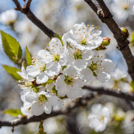 White Cherry Blossom Elegance in Springtime Bloom